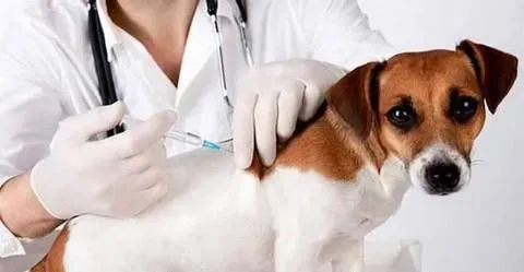 狗疫苗怎么打 多大的时候开始打疫苗 | 疫苗