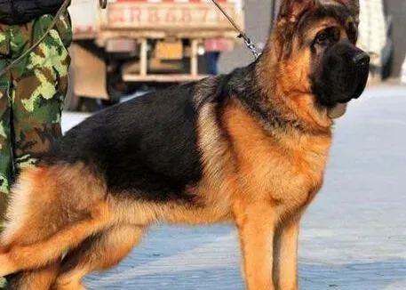德国牧羊犬|德国牧羊犬的好奇心和嫉妒心有哪些表现