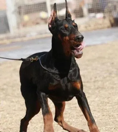 杜宾犬|给杜宾犬吃什么食物有助于健康