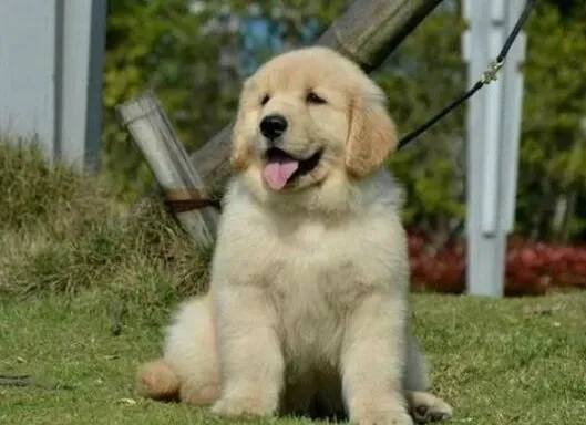 金毛|金毛犬老甩头，耳朵发炎了用什么药