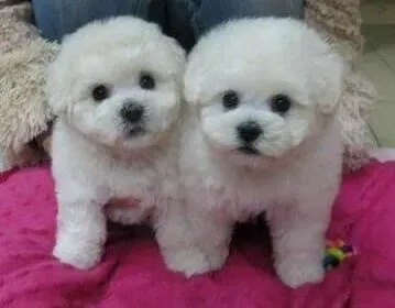 比熊犬|比熊犬耳朵后贴代表怎样的情绪