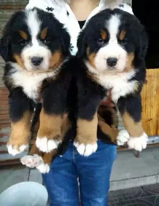 伯恩山犬|贪吃伯恩山犬吃多了怎么办