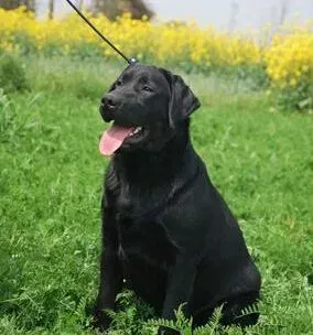 拉布拉多|狗狗异常情况解析 拉布拉多犬食欲异常是怎么回事