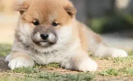 秋田犬|照顾狗狗的饮食 购买适合秋田犬食用的狗粮