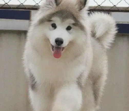 阿拉斯加犬|阿拉斯加雪橇犬爱吃的干燥型狗粮有什么优点