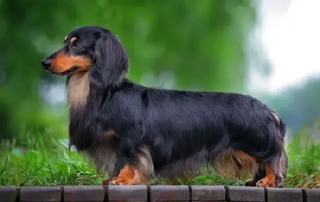 腊肠犬|掌握训练腊肠犬的技巧，助你训练狗狗一臂之力