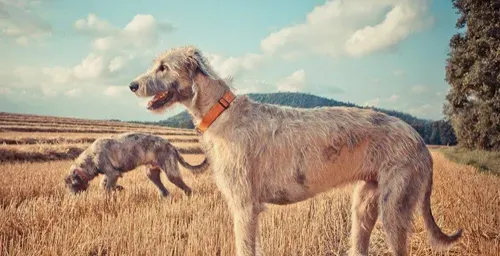 爱尔兰猎狼犬怎么养 它是不错的护卫犬 | 爱尔兰猎狼犬