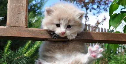 怎么照顾生病的猫 首先要给予充足的饮水 | 猫
