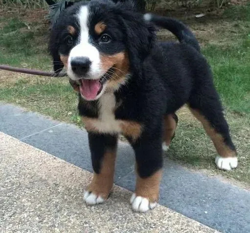 伯恩山犬|分享调教伯恩山犬的重要策略