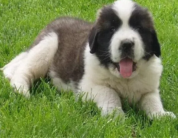 圣伯纳犬|圣伯纳犬只发烧不呕吐不拉稀是什么症状
