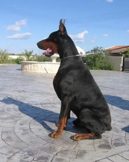 杜宾犬|饲主如何帮助杜宾犬顺利的度过炎热夏季