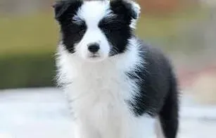 边境牧羊犬|喂边境牧羊犬骨头知多少