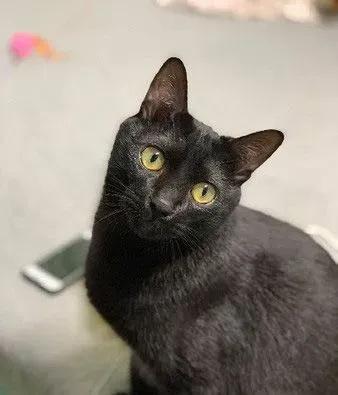 黑猫哥戴防舔圈后认不出 橘猫单手爆扣出拳中猫脸 | 猫