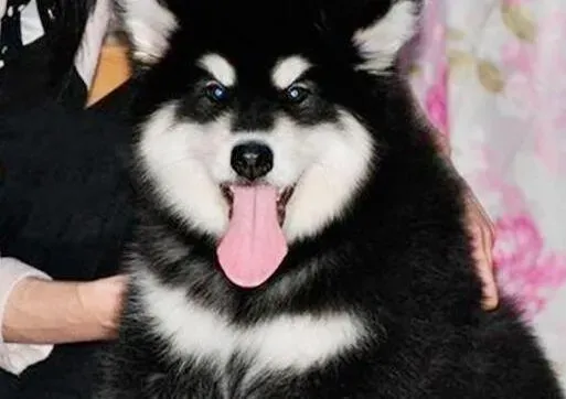 阿拉斯加犬|阿拉斯加雪橇犬偏食的现象有哪两种表现