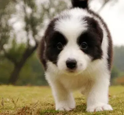 边境牧羊犬|边境牧羊犬眼睛红，流泪食欲不太好没事吧