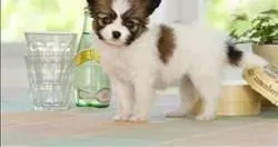 蝴蝶犬|如何测量蝴蝶犬要吃多少狗粮合适