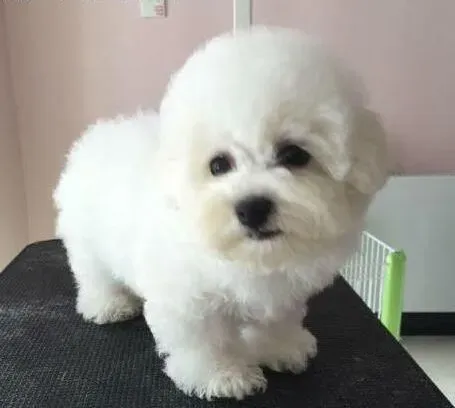 比熊犬|给比熊犬清理耳道卫生时需要注意什么问题
