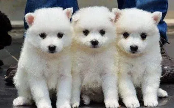 银狐犬|爱银狐犬就要禁止它挑食