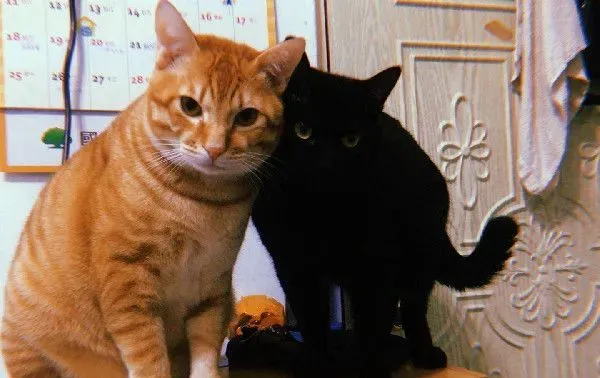 黑猫哥戴防舔圈后认不出 橘猫单手爆扣出拳中猫脸