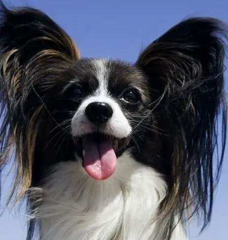 蝴蝶犬|如何让蝴蝶犬与孩子们和谐生活在一起