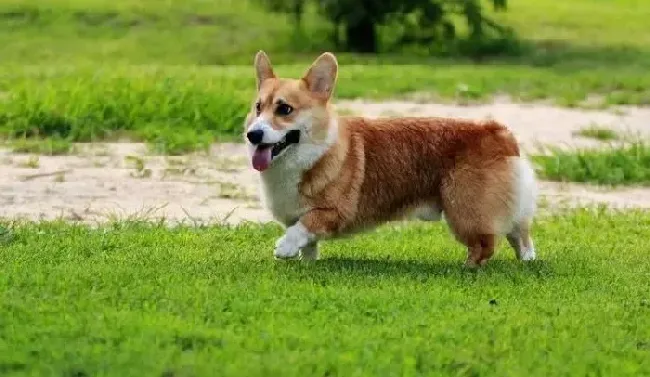 柯基犬|柯基犬这几天流口水，有异味怎么了