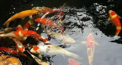 新买的锦鲤鱼怎么过水 需要停食3天 | 锦鲤鱼