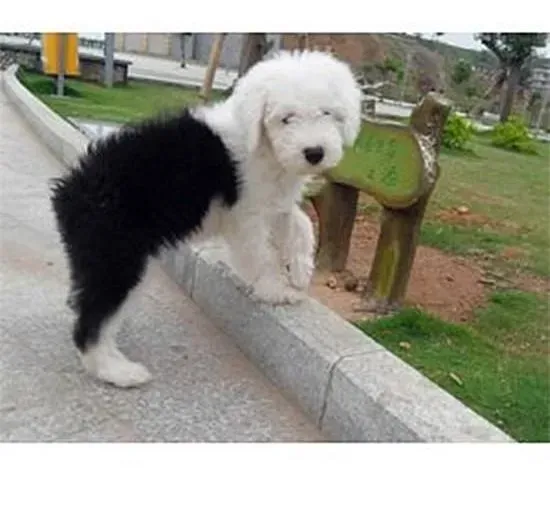 古代牧羊犬|古代牧羊犬的喂食频率和饮水频率