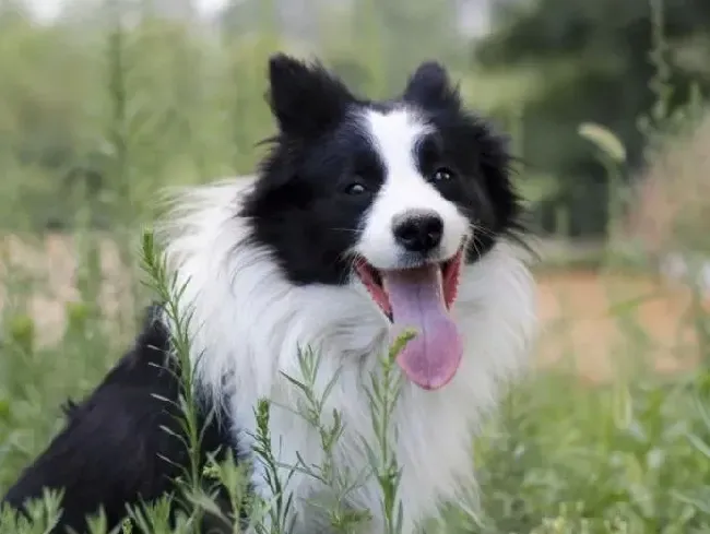 边境牧羊犬|狗狗训练秘籍 利用边境牧羊犬的自然本能科学驯狗