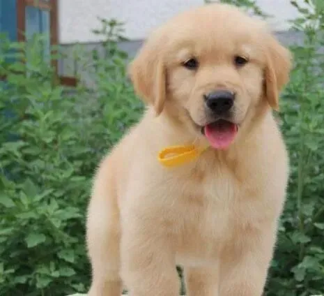金毛|金毛犬眼睛有点红而且眼球有团白应该如何治疗