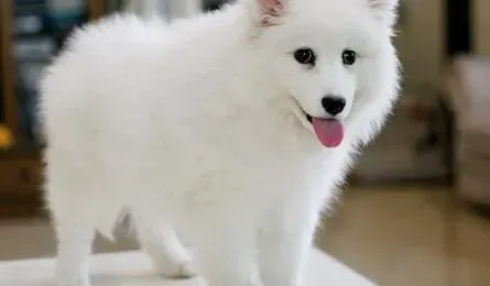 银狐犬|美丽急诊室告诉你如何给银狐犬修剪毛发