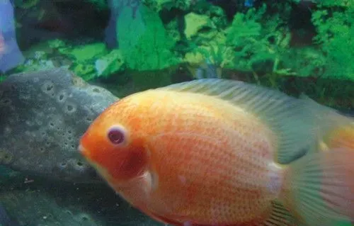 菠萝鱼的饲养 最适宜的生长水温22～30℃ | 菠萝鱼