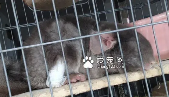 龙猫擦伤了怎么办 外伤的简单处理方法 | 龙猫