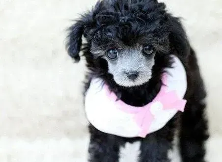 贵宾犬|四大配方让你成为自制贵宾犬狗粮的高手