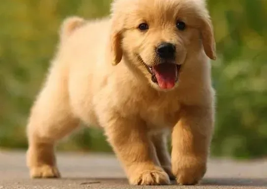 金毛|金毛犬喝牛奶拉肚子怎么办
