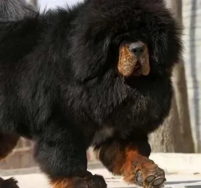 藏獒|如何走进藏獒的内心深处，知道狗狗在想什么