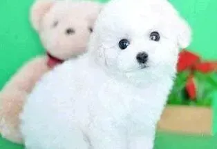 比熊犬|美容会给比熊犬带来哪些优势