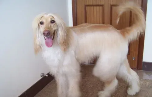 阿富汗猎犬皮肤病 清理不到位会发生感染寄生虫 | 阿富汗猎犬