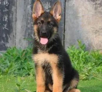 德国牧羊犬|求科普 应该怎样喂养德国牧羊犬