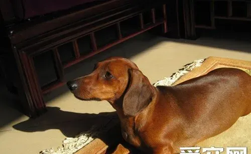 腊肠犬的饲养 要把握好狗狗的食量 | 腊肠犬