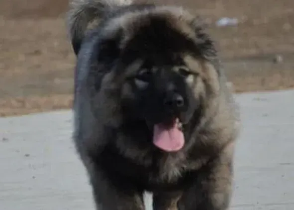 高加索犬|高加索犬出生多少天可以带去打疫苗