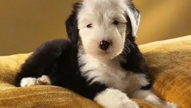 古代牧羊犬|古代牧羊犬健康饮食需要注意的小细节