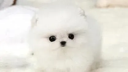 博美犬|帮助博美犬度过冬天需要做好哪些对策