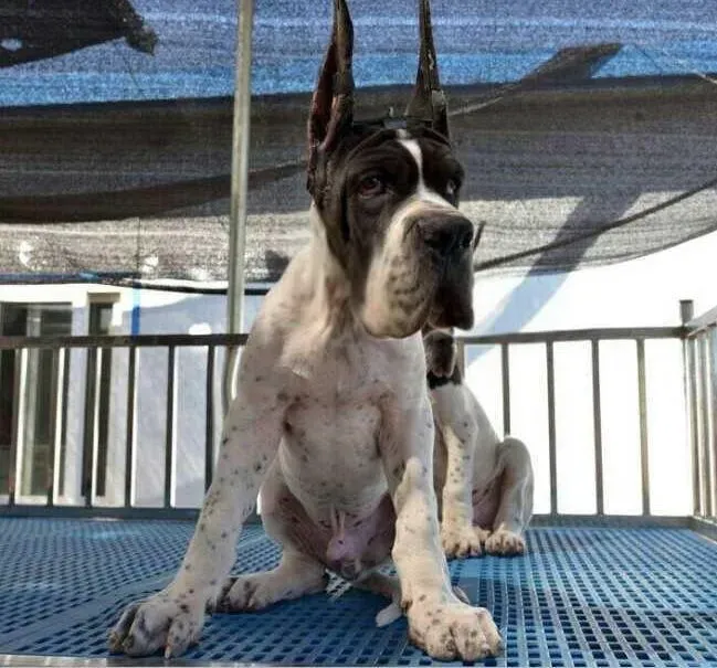 大丹犬|大丹犬突然全身抽搐是什么病症