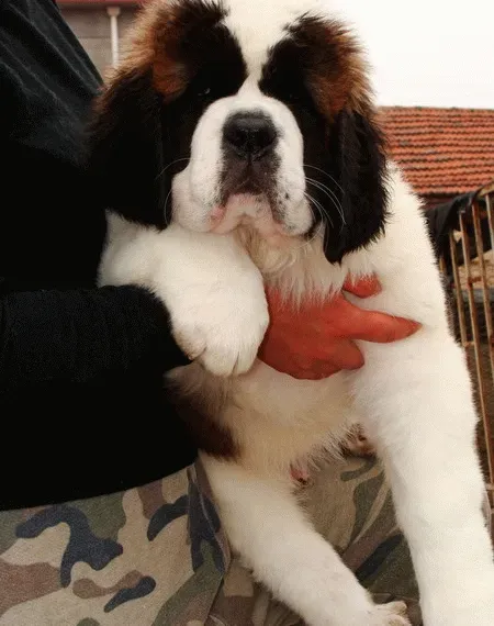 圣伯纳犬|关于圣伯纳犬美容的几大问题解答