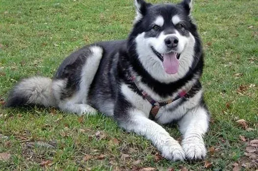 阿拉斯加犬|如何让阿拉斯加雪橇犬的皮肤容光焕发