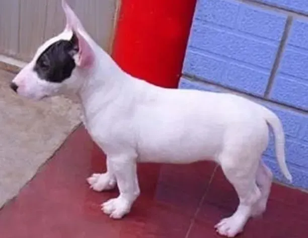 牛头梗|牛头梗特别严重的掉毛是什么问题