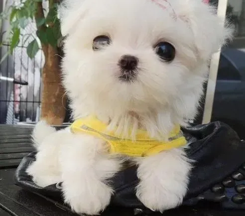 马尔济斯|马尔济斯犬尿频尿黄应该怎么办