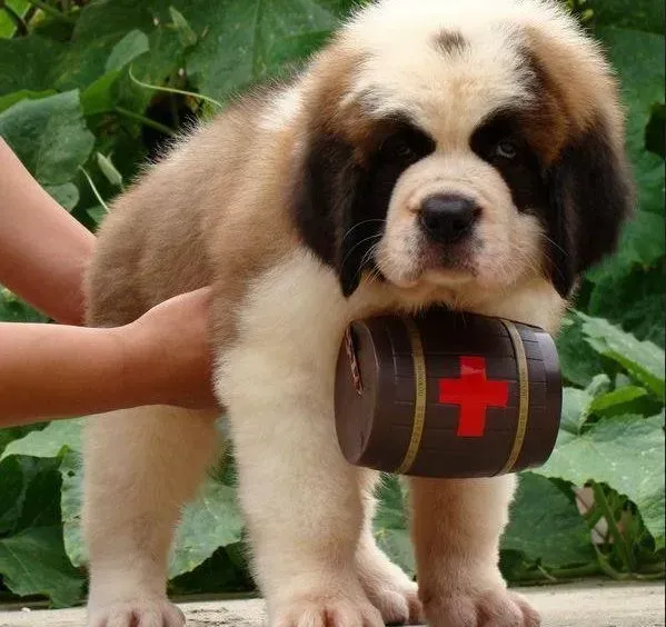 圣伯纳犬|圣伯纳犬这几天发烧，没精神是怎么了