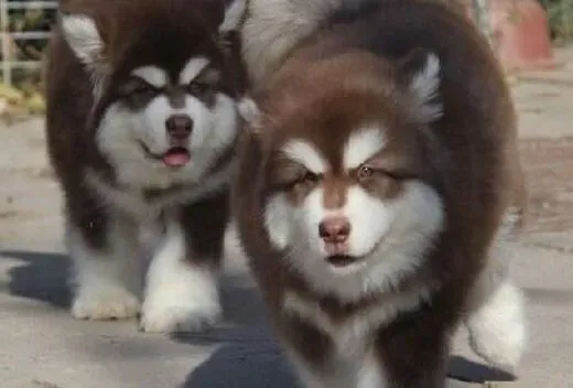 阿拉斯加犬|阿拉斯加雪橇犬冬季美容三大注意事项
