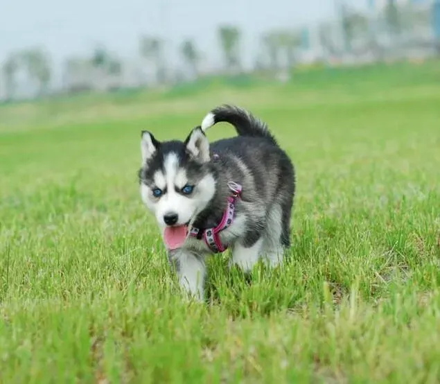 哈士奇|教你如何延长爱犬哈士奇的寿命